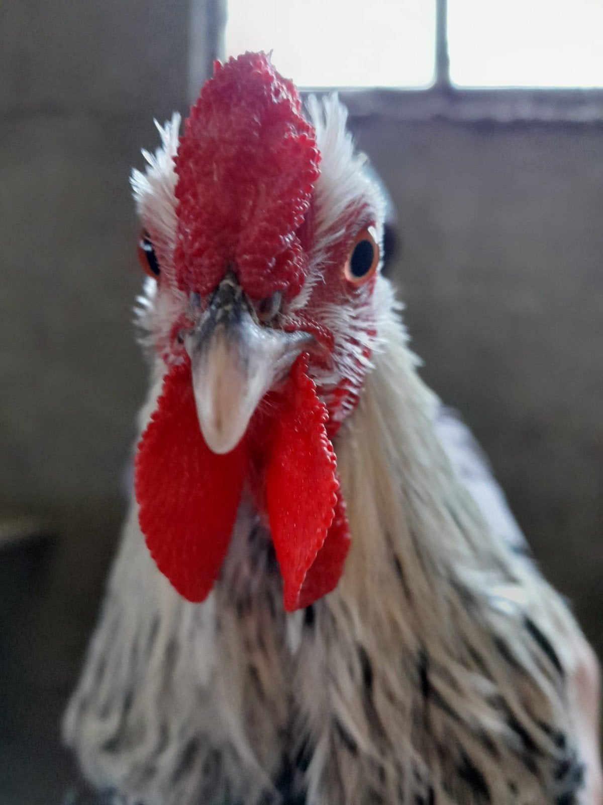 Haan kriel, Dieren en Toebehoren, Vogels | Overige Vogels, Mannelijk, Tam
