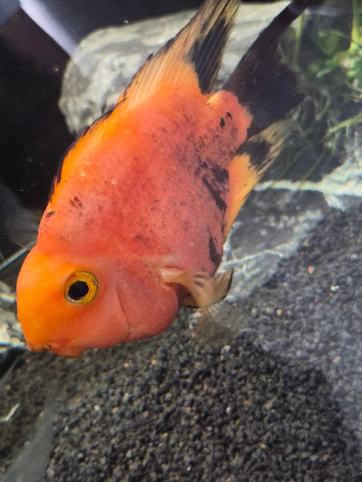 blood parrot 2 kleurig oranje/zwart, Dieren en Toebehoren, Vis
