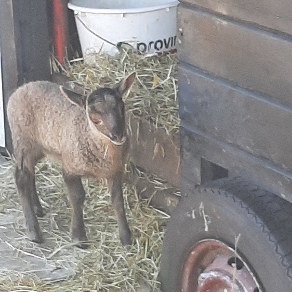 Te koop  mooie schetlandooien en dekrammen en  ooilammeren, Dieren en Toebehoren, Vrouwelijk, Schaap, 6 jaar of ouder