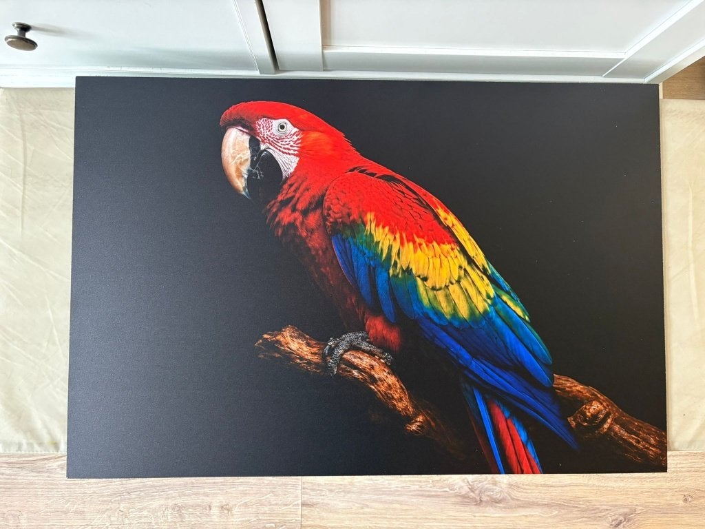 Kleurige papegaai op dibond geprint - 60 x 40cm - Nieuw, Info@decoraties.nl, Decoraties.nl, Verzenden, Nieuw