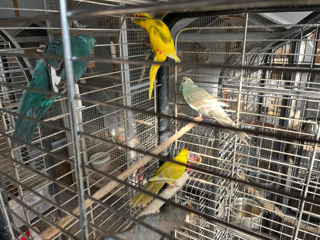 3 mooie kakarikies, Dieren en Toebehoren, Vogels | Parkieten en Papegaaien, Geslacht onbekend, Parkiet