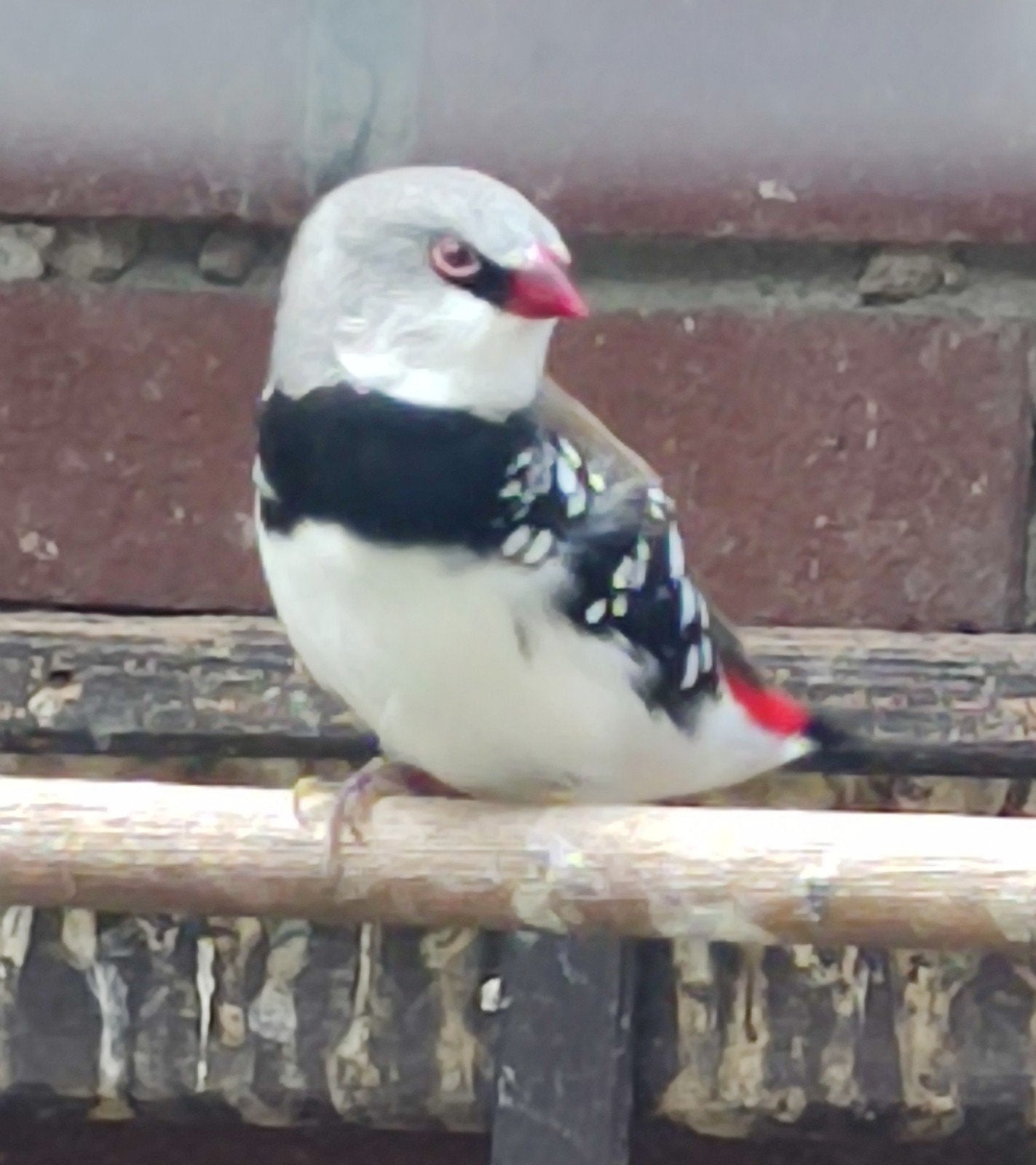 1-0 Diamantvink (wildkleur); lees beschrijving, Dieren en Toebehoren, Mannelijk, Tropenvogel, Geringd