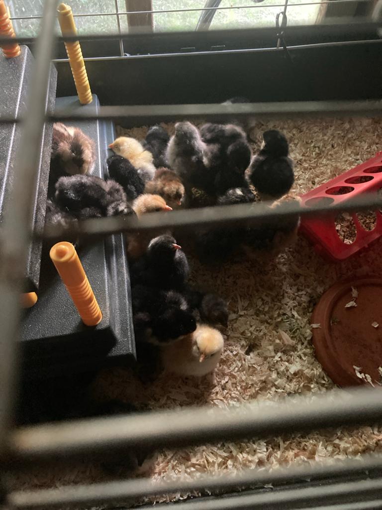 Uitbroed service, Dieren en Toebehoren, Pluimvee | Toebehoren, Ophalen, Nieuw, Overige typen