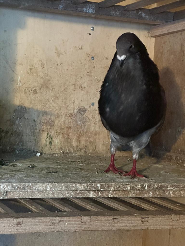 Laudino x gaditano duif mannetje, Dieren en Toebehoren, Mannelijk