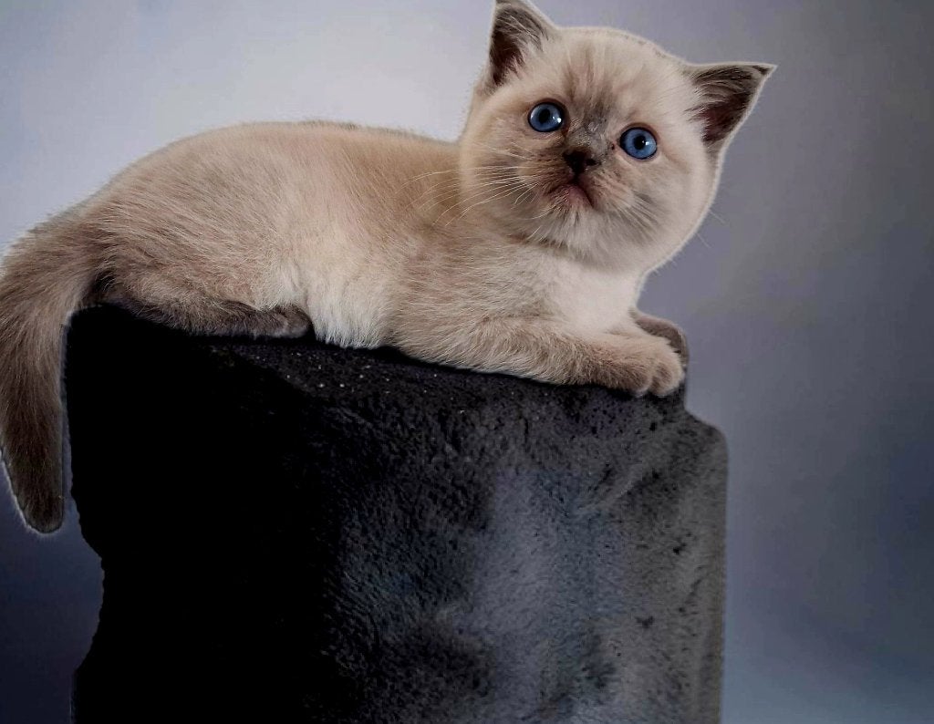 sociaal en mooi katertje Britse korthaar, Dieren en Toebehoren, Katten en Kittens | Raskatten | Korthaar, Kater, Ontwormd, 0 tot 2 jaar