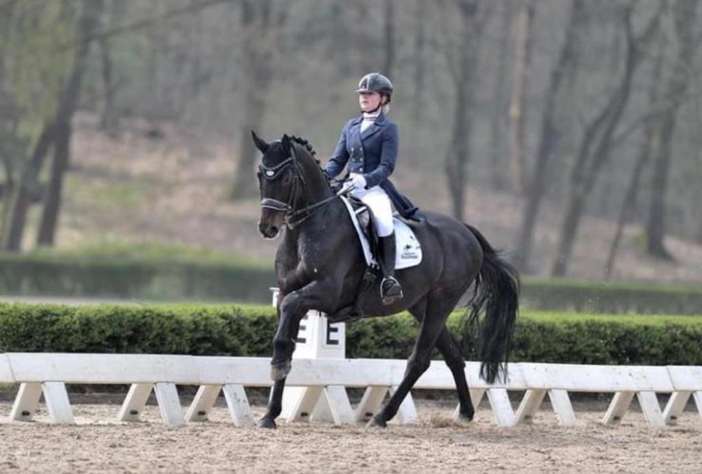 Knappe 2 jarige ruin, Met stamboom, Ruin, Dressuurpaard, 0 tot 2 jaar