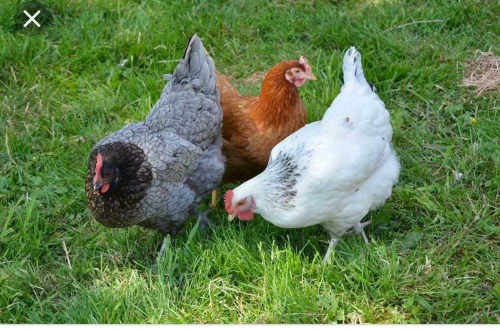 Sussex kippen in verschillende kleuren., Dieren en Toebehoren, Pluimvee, Vrouwelijk, Kip