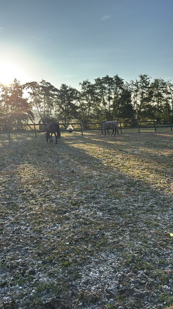 Met spoed weidemaatjes gezocht op leuke stal in Ermelo, Dieren en Toebehoren, Paarden en Pony's | Overige Paardenspullen, Ophalen