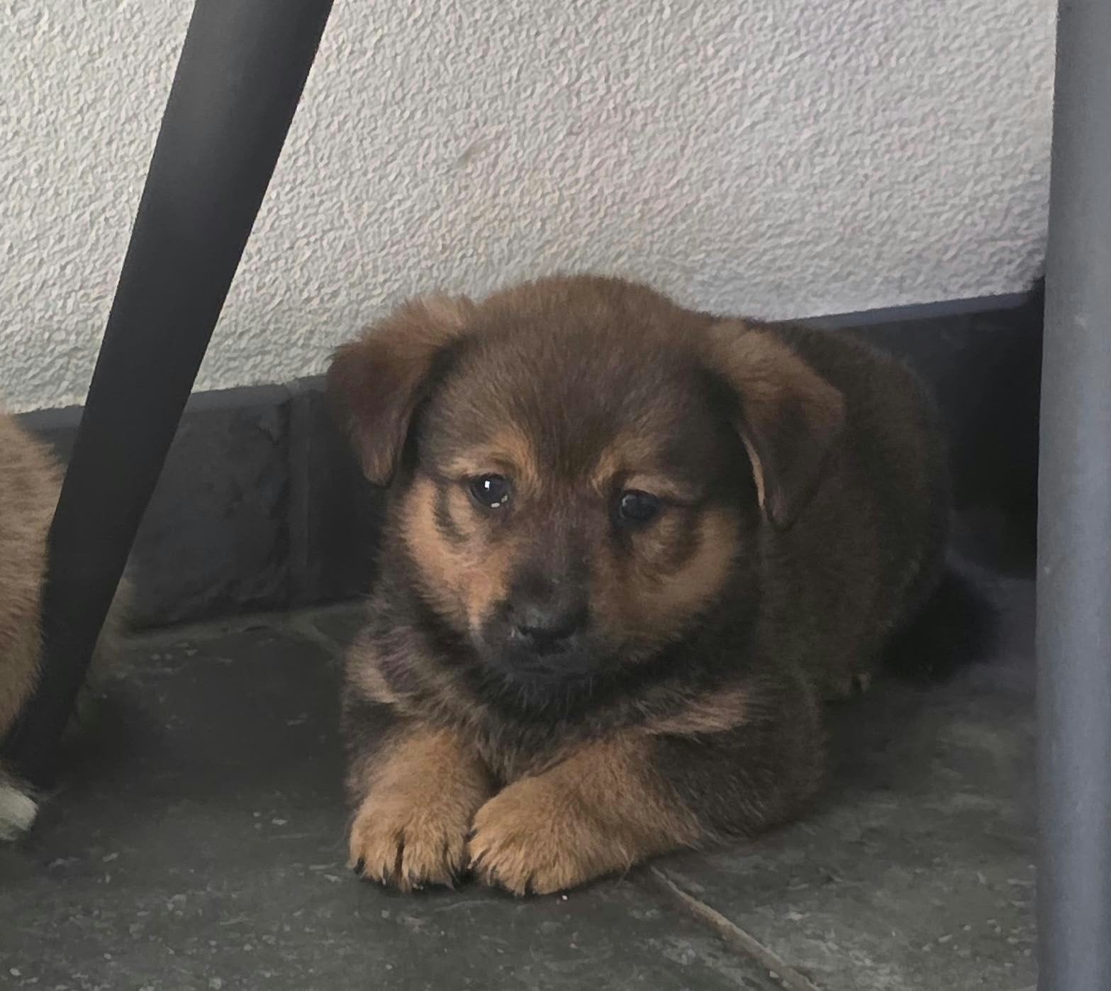 pups puppys corgi x teckel x mini pomsky, CDV (hondenziekte), 8 tot 15 weken, Meerdere, Meerdere dieren