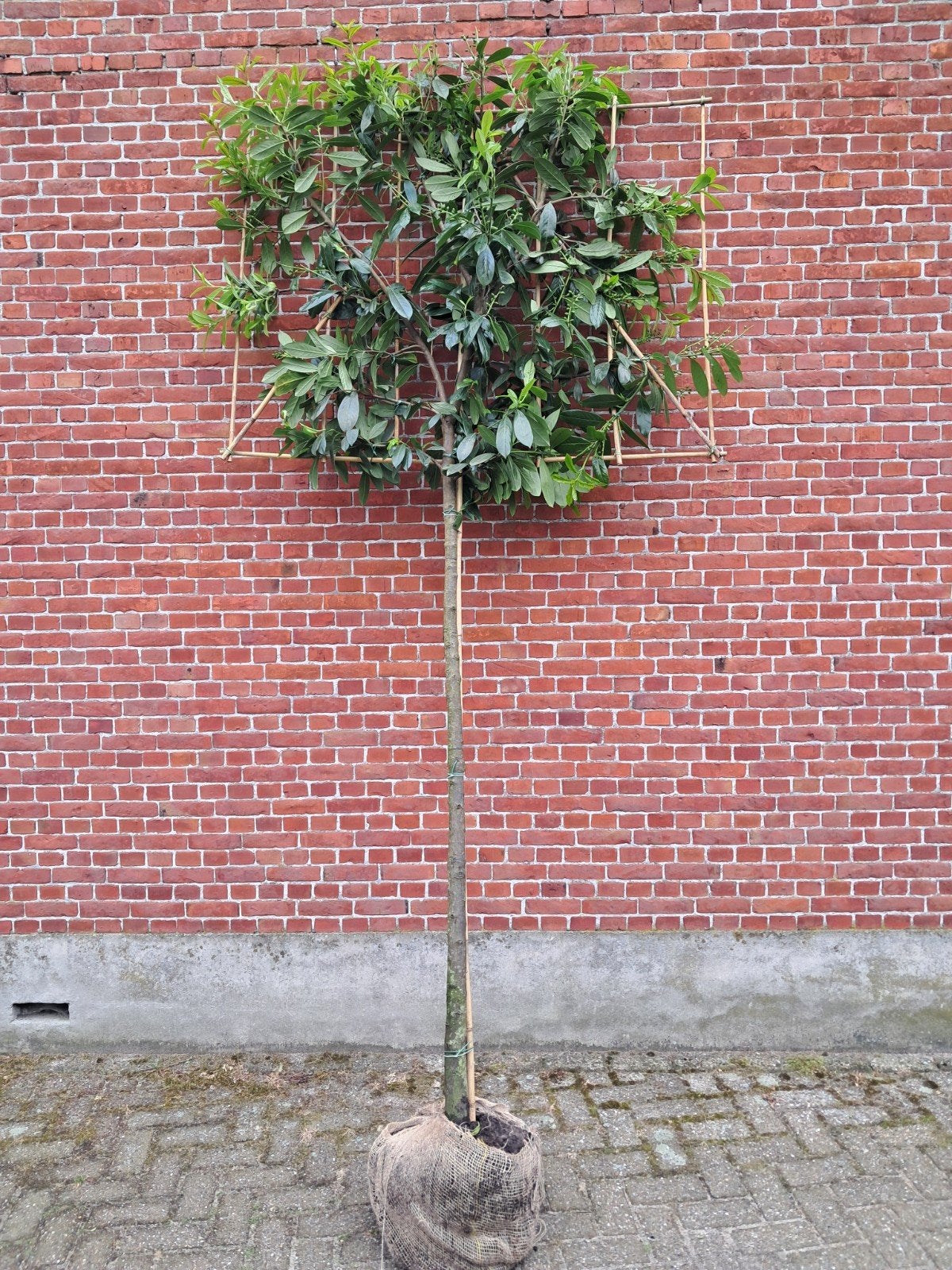 leilaurier prunus novita leibomen vanaf €80, Tuin en Terras, Planten | Bomen, Ophalen, Volle zon, Leiboom, 250 tot 400 cm