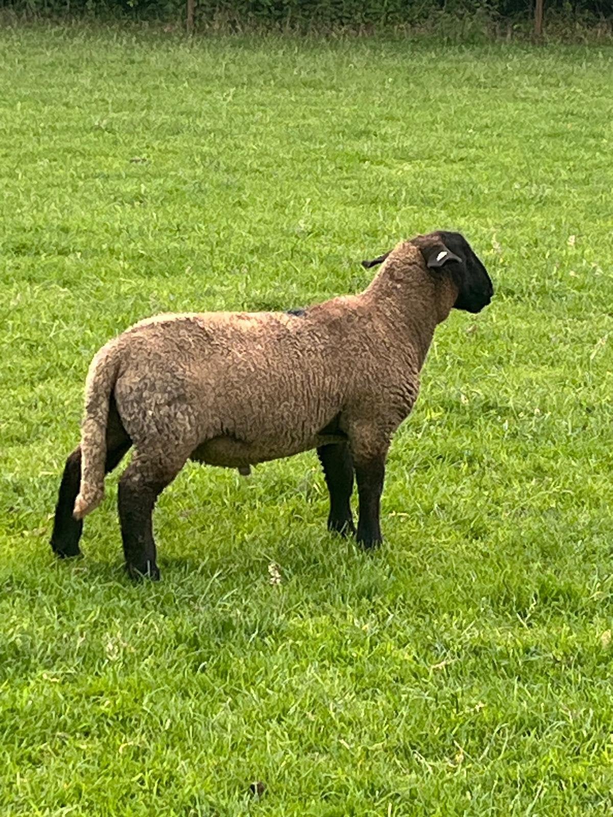 Suffolk rammen, Mannelijk, Schaap