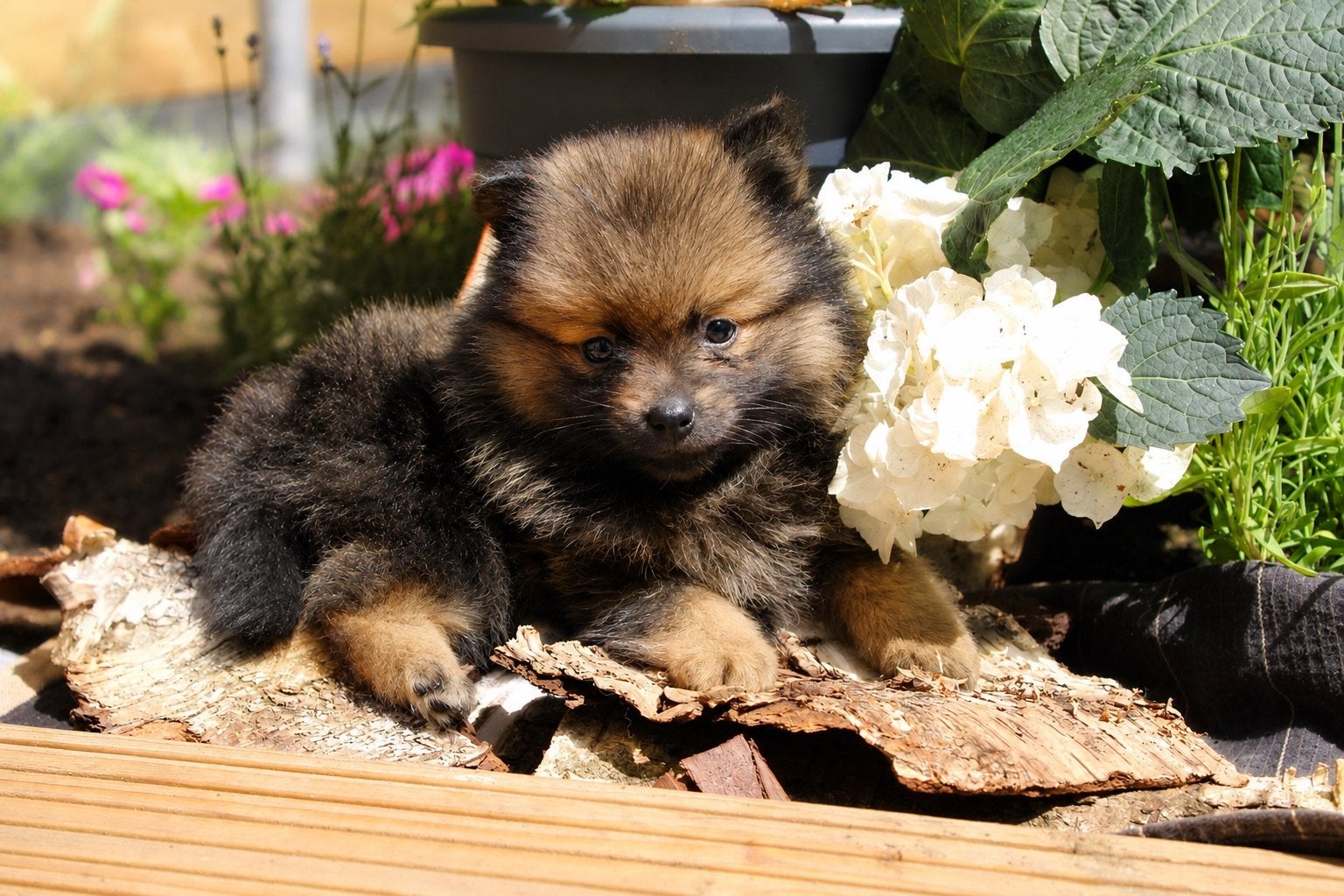 ✨pomeriaan x dwergkees puppys 1 teefje 4 reutjes✨, Dieren en Toebehoren, Honden | Poolhonden, Keeshonden en Oertypen, Parvo, Keeshond