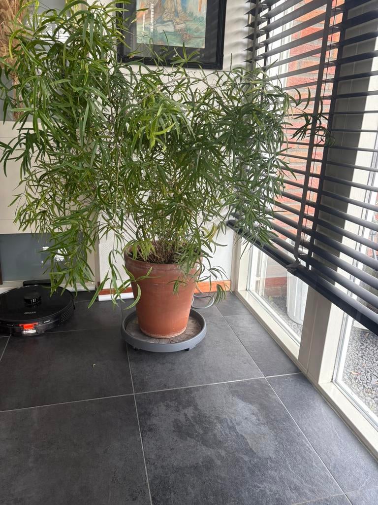 Asparagus plant, Tuin en Terras, Planten | Bomen, Bloeit niet, Halfschaduw, Overige soorten, Minder dan 100 cm