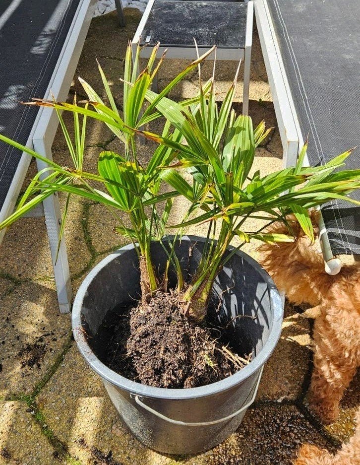 Palm stekjes, Ophalen of Verzenden, Vaste plant, Overige soorten