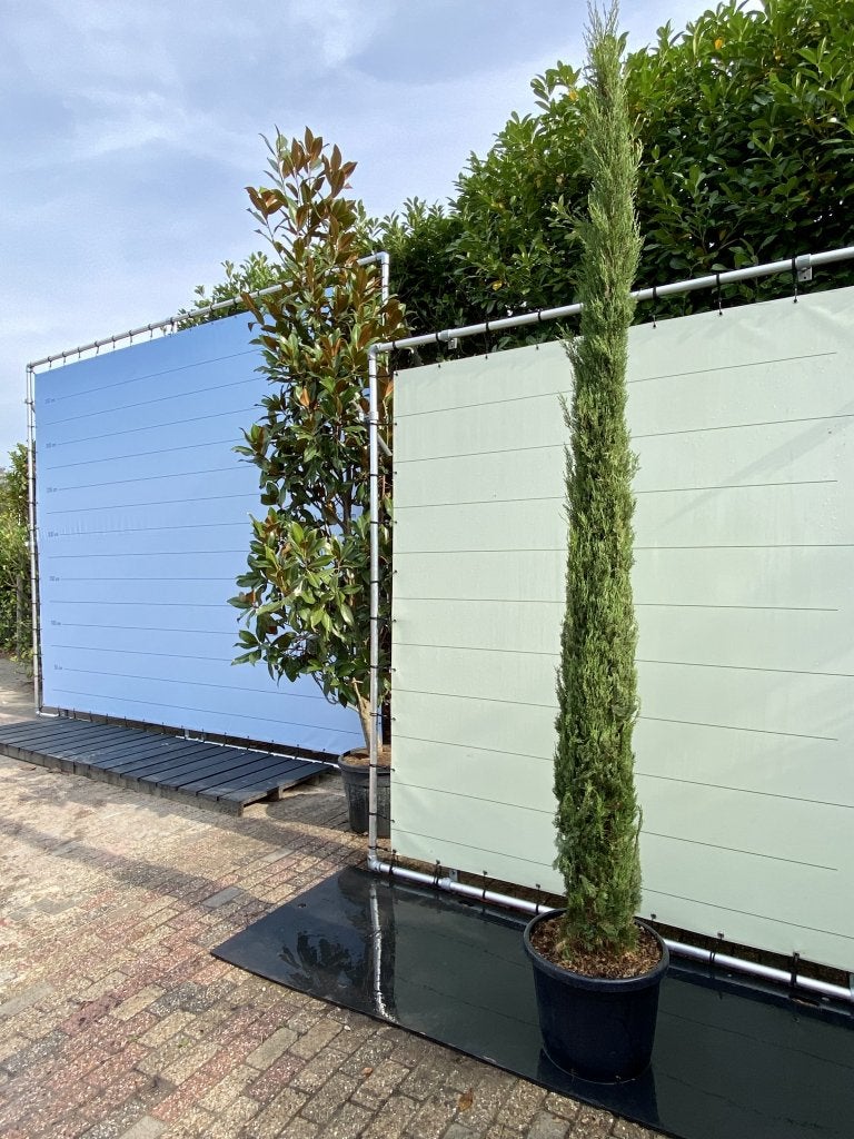 Cupressus Sempervirens Stricta - cipres - hoogte 300 cm, In pot, Bloeit niet, Halfschaduw, Ophalen of Verzenden