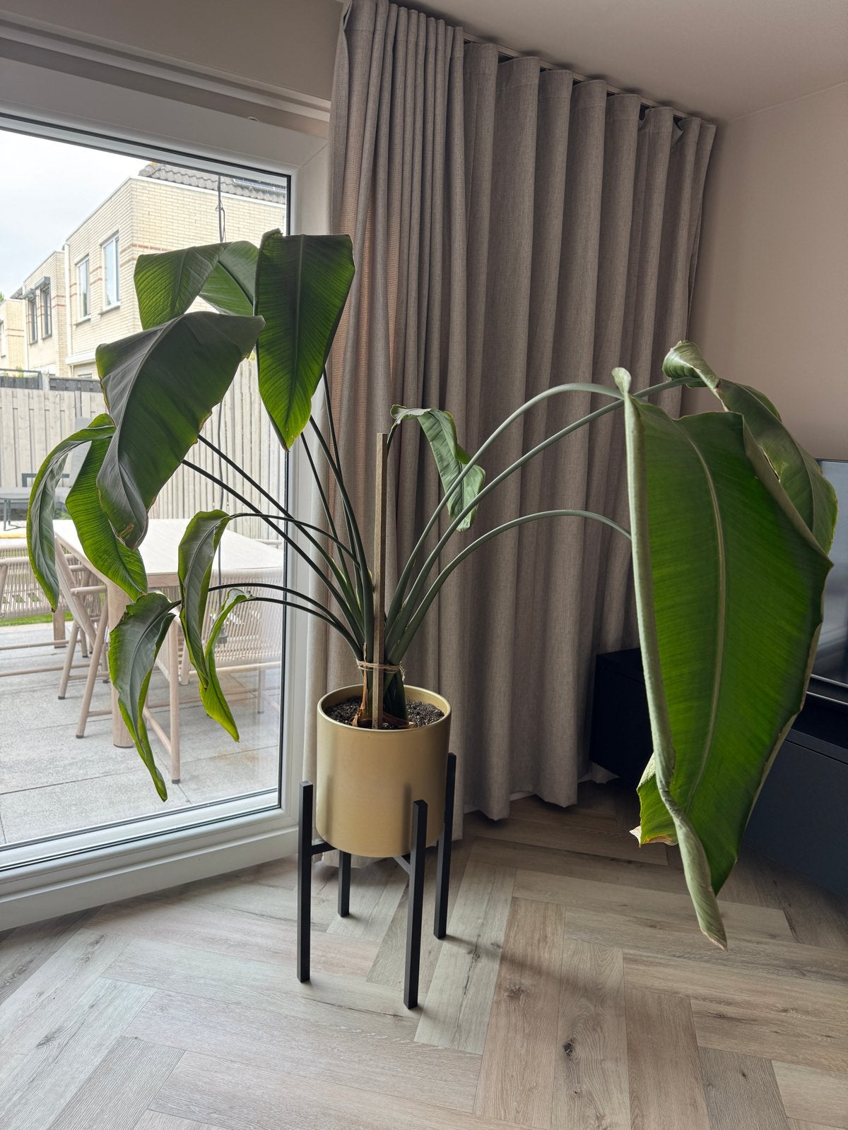 Strelitzia Nicolai (Paradijsvogelplant) met pot, Ophalen, 100 tot 150 cm, Overige soorten, Halfschaduw