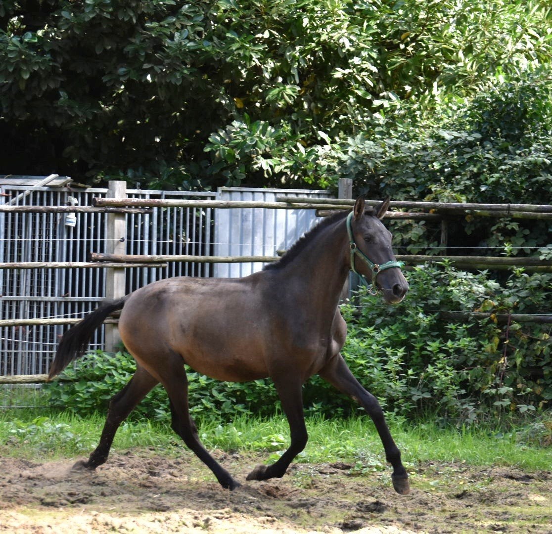 top interesante jaarling, grote maat pre., Met stamboom, Dressuurpaard, 0 tot 2 jaar, Hengst