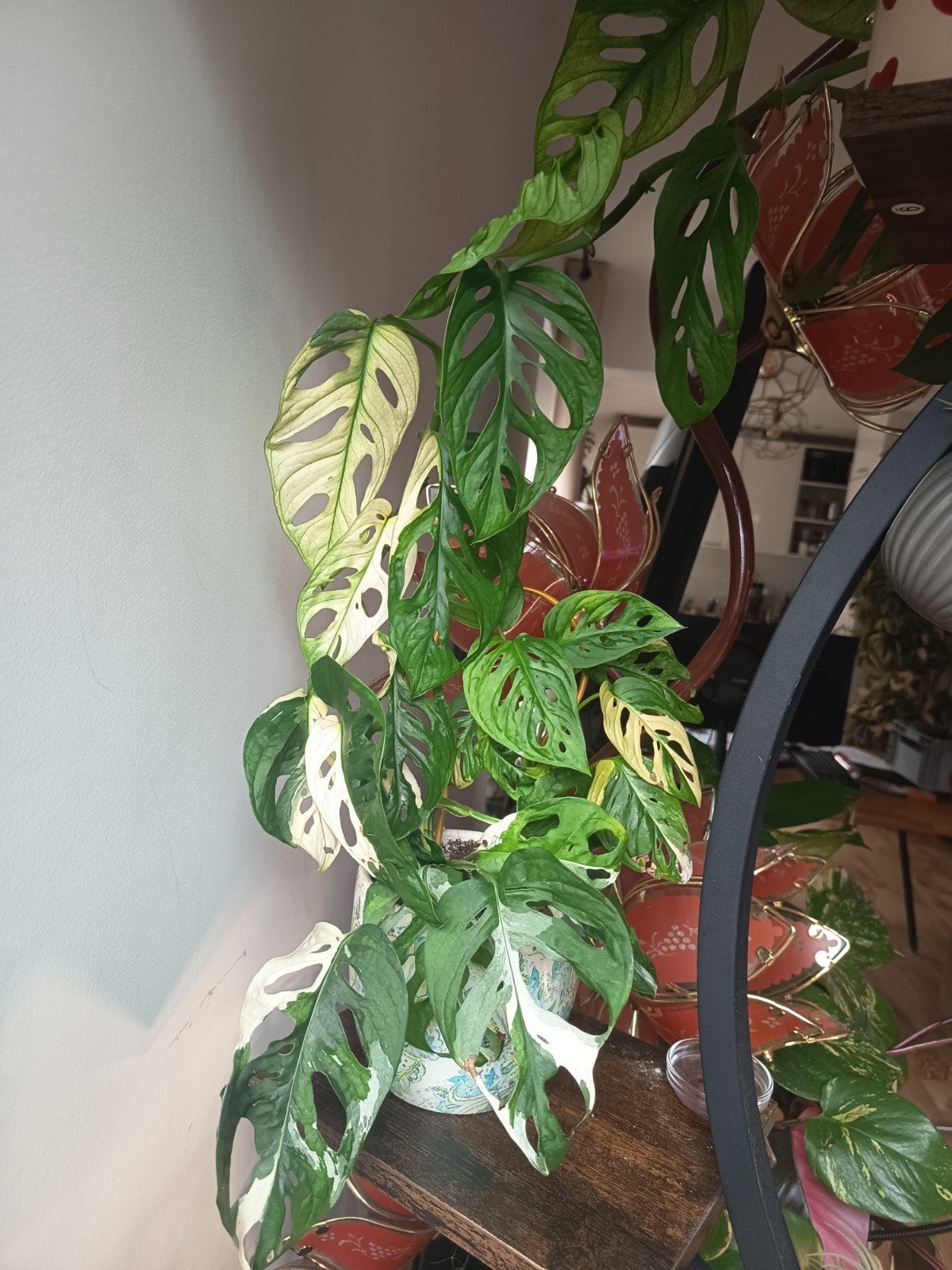 Monstera Adansonii Variegata - Ongewortelde stekjes, Ophalen of Verzenden, Overige soorten, Volle zon