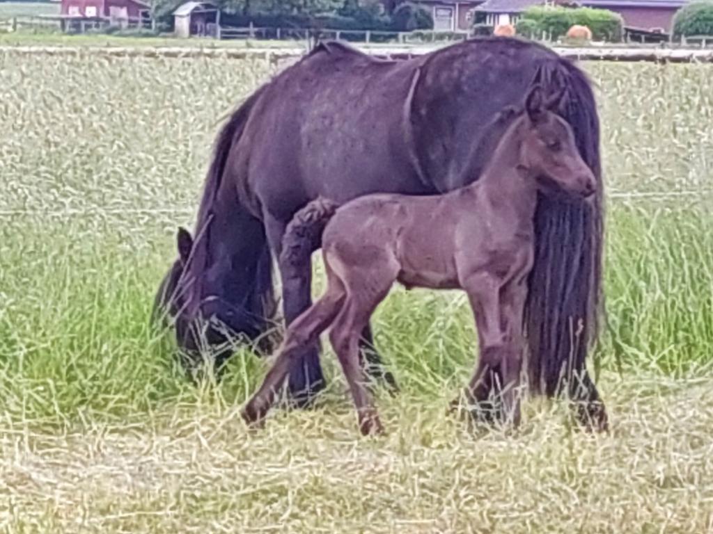 Verzorg pony's aangeboden, Ophalen of Verzenden, Nieuw