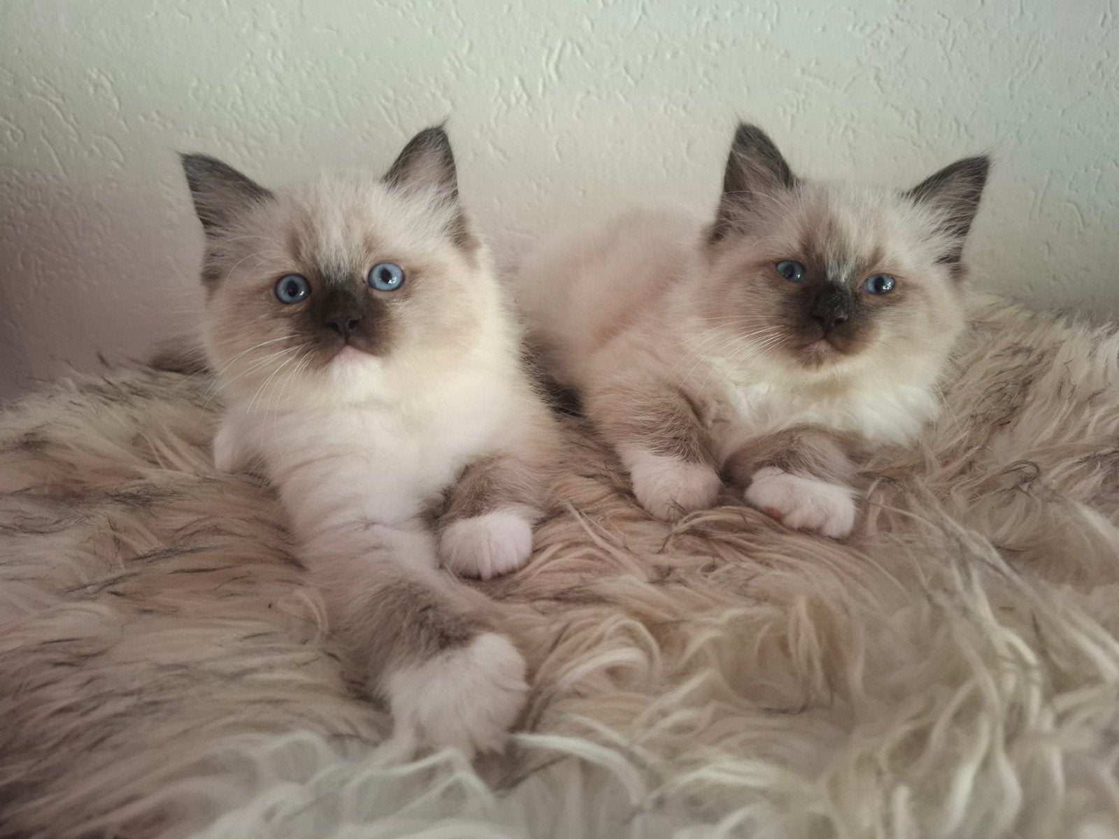 Ragdoll kittens poesjes, Dieren en Toebehoren, Katten en Kittens | Raskatten | Langhaar, Poes, Ontwormd, 0 tot 2 jaar