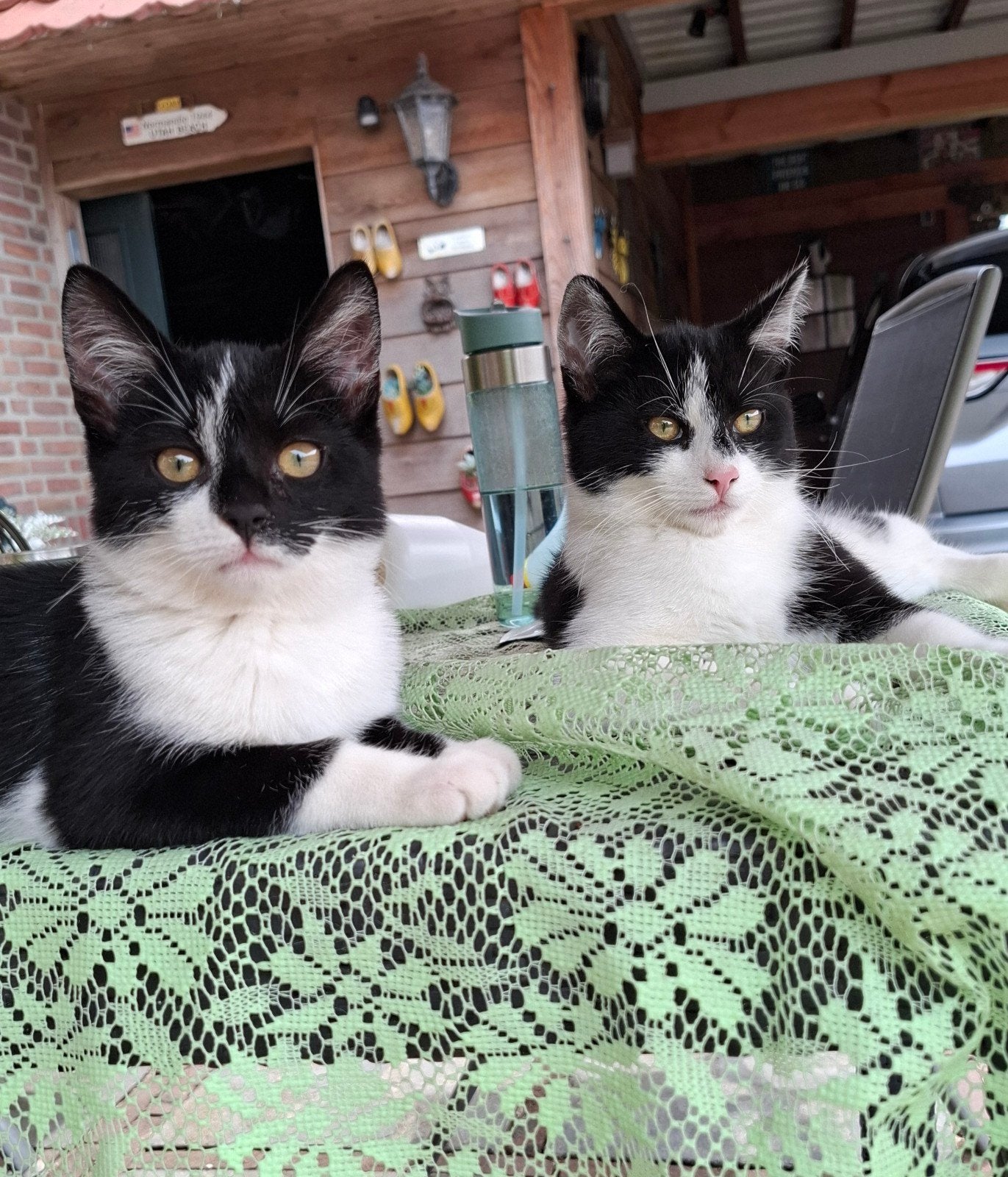 Wie wordt ons nieuwe baasje?, Dieren en Toebehoren, Katten en Kittens | Overige Katten, Meerdere dieren, Kortharig, 0 tot 2 jaar