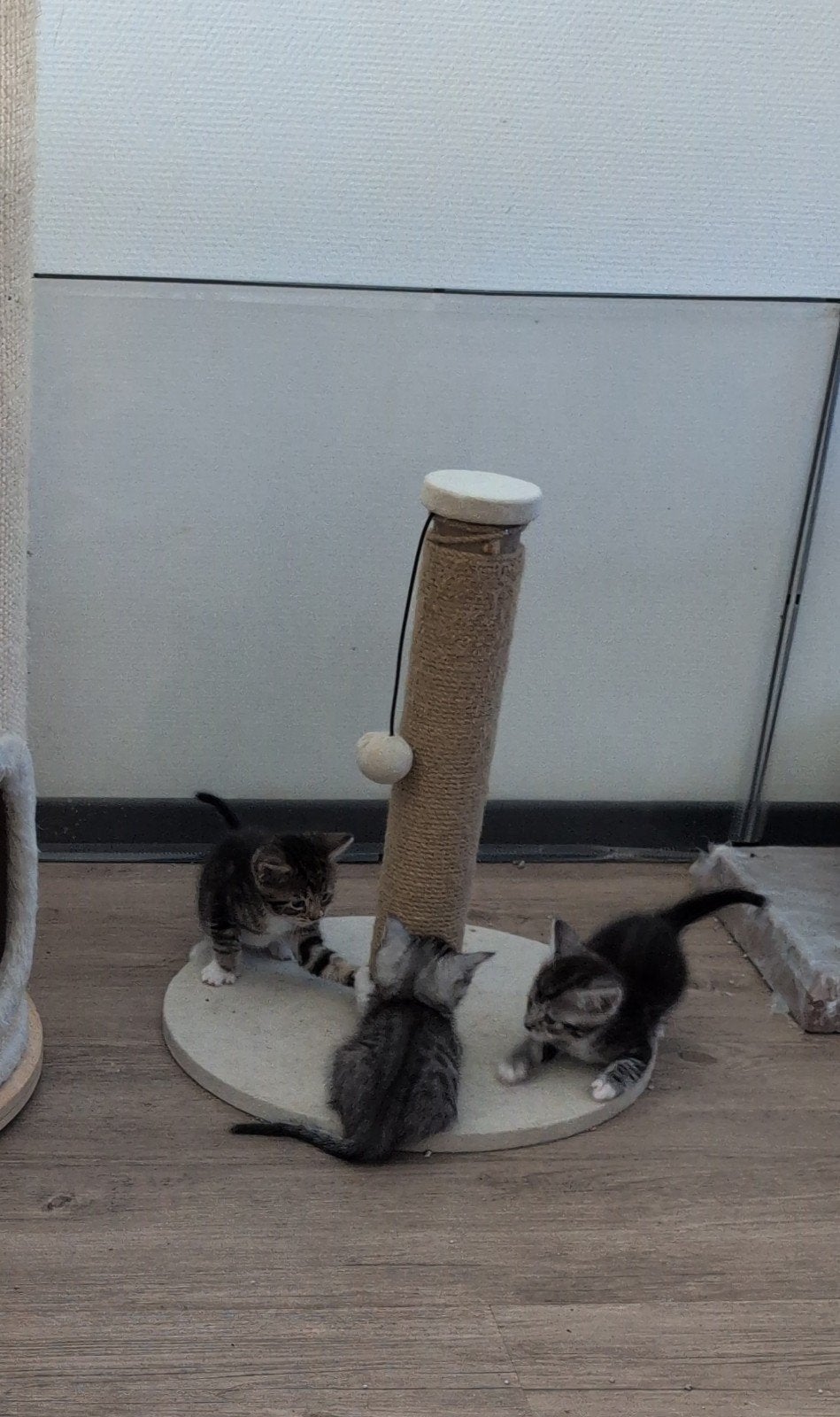 Ongelooflijk mooie en lieve sociale kittens, Meerdere dieren, 0 tot 2 jaar