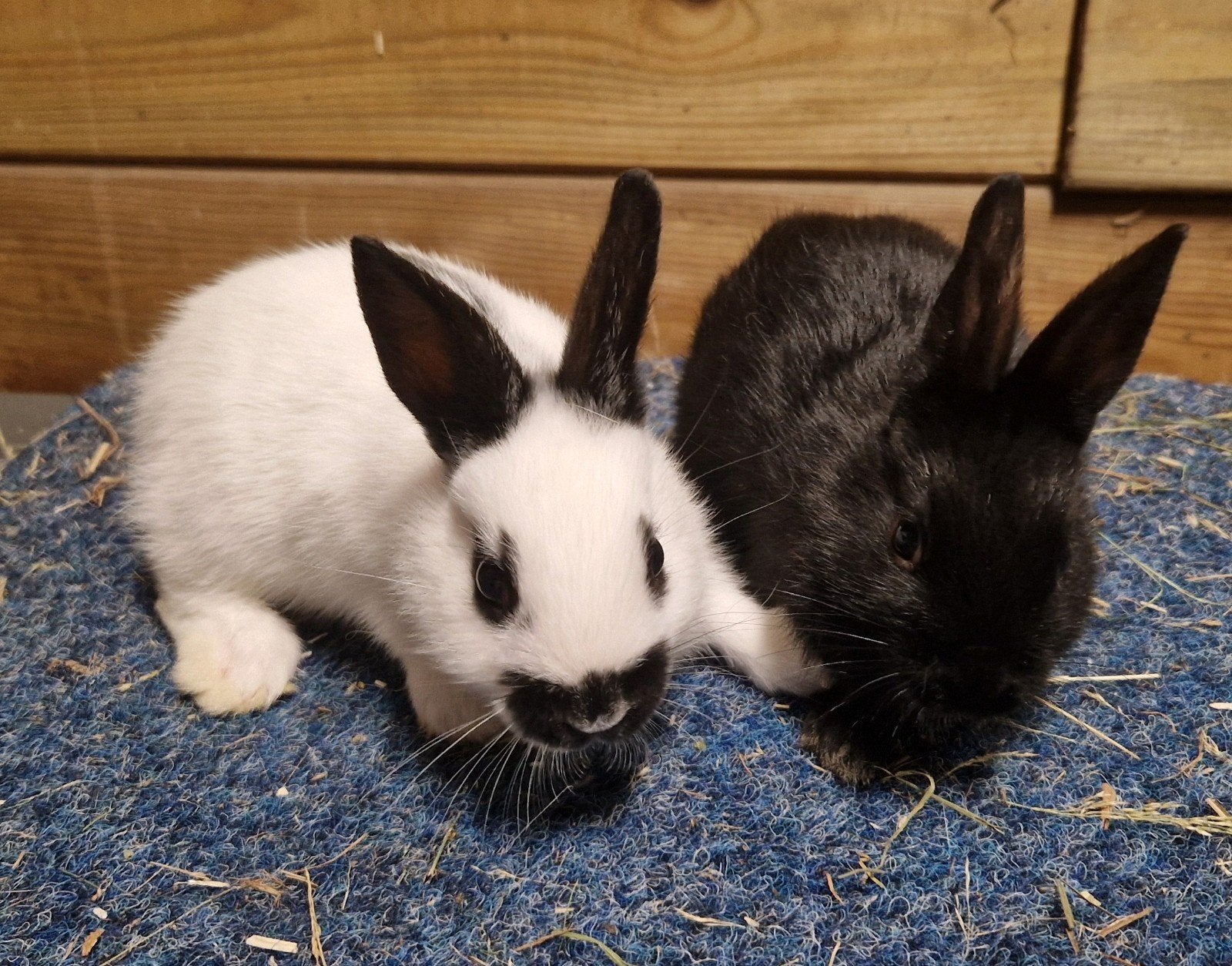 Jonge lotharingerdwerg konijnen, Meerdere dieren, Dwerg, 0 tot 2 jaar