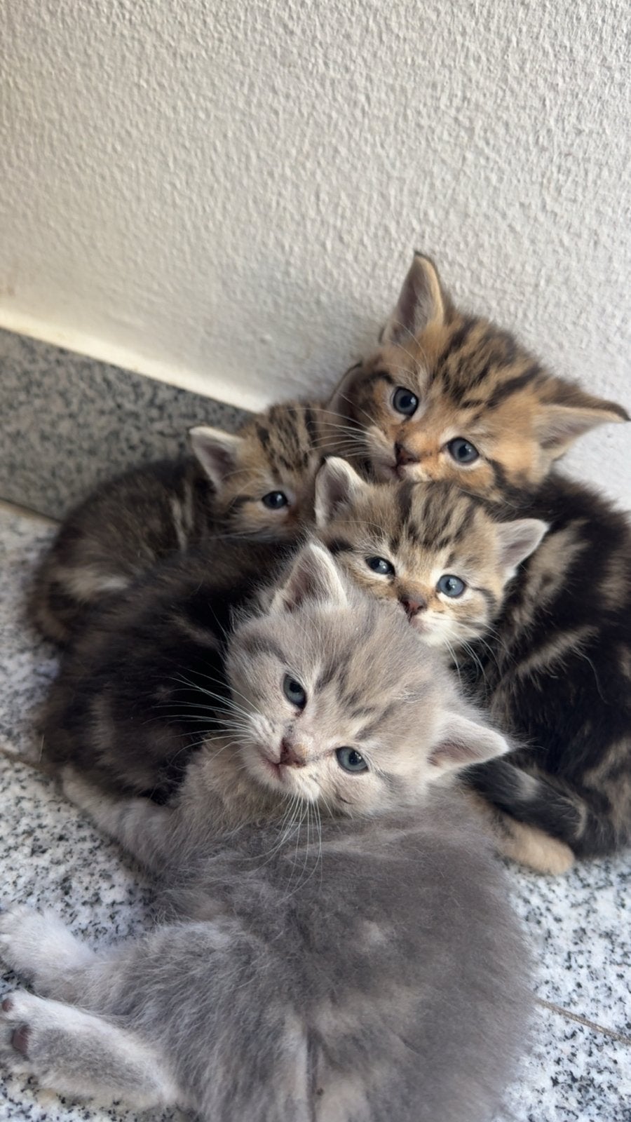 Kittens, Dieren en Toebehoren, Katten en Kittens | Overige Katten