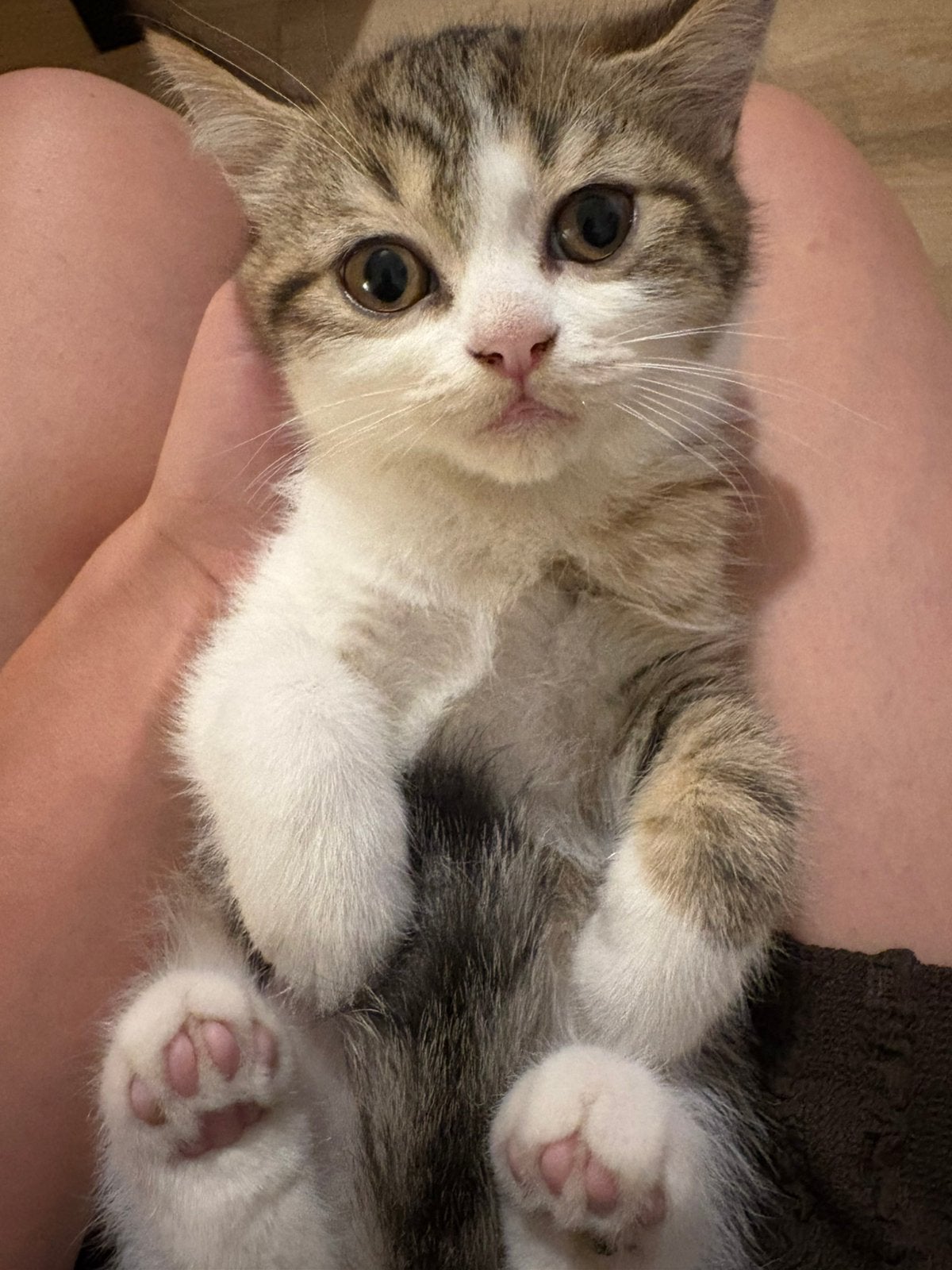 Britse korthaar kittens nog 1 kater beschikbaar!, Kater, Ontwormd, 0 tot 2 jaar