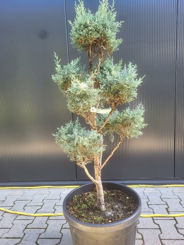 Cupressus ariz.Fastigiata"bonsai, Bloeit niet, 100 tot 250 cm, Volle zon, In pot