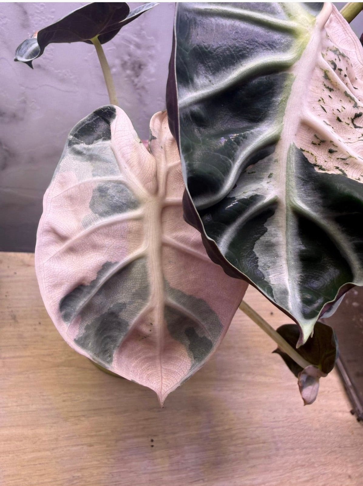 Alocasia Heart Baloon variegata corms te koop, Huis en Inrichting, Kamerplanten, Ophalen of Verzenden, Halfschaduw, Minder dan 100 cm