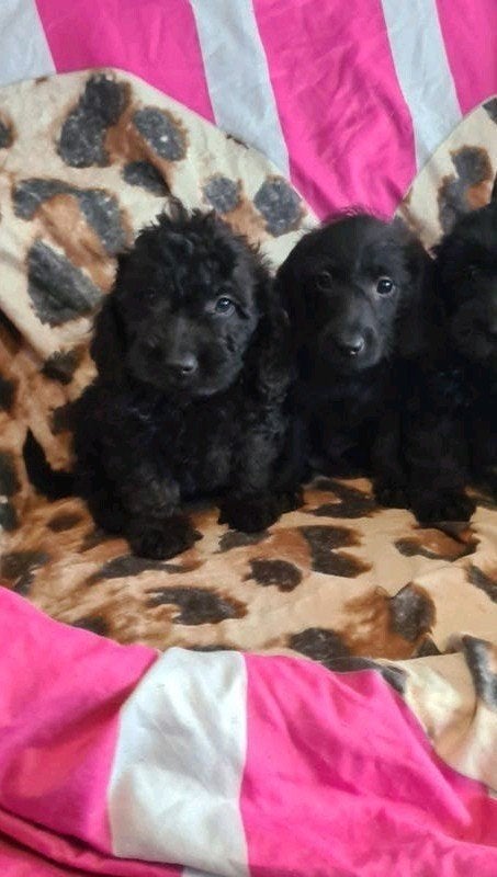 Kleine dwergteckel x poedel puppies! Mini doodle / doxiepoo., Dieren en Toebehoren, Honden | Chihuahua's en Gezelschapshonden