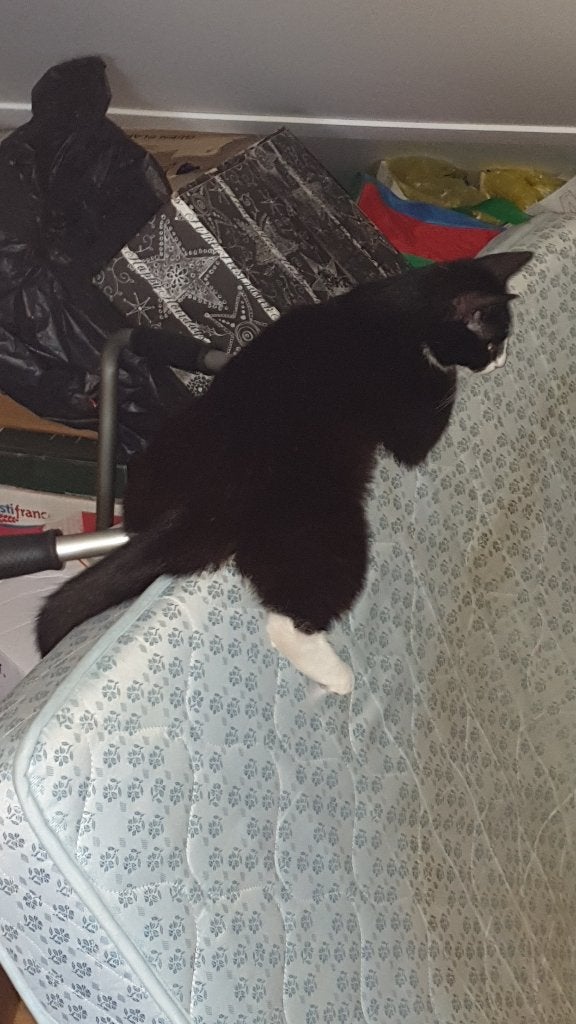 Roos zoekt thuis, Dieren en Toebehoren, Poes, Kortharig, 3 tot 5 jaar
