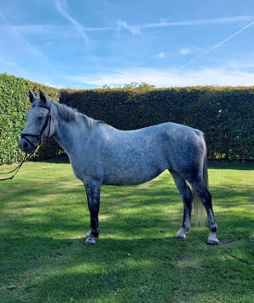Te koop 5-jarige D-pony, Merrie, Zadelmak, 3 tot 6 jaar, Gechipt
