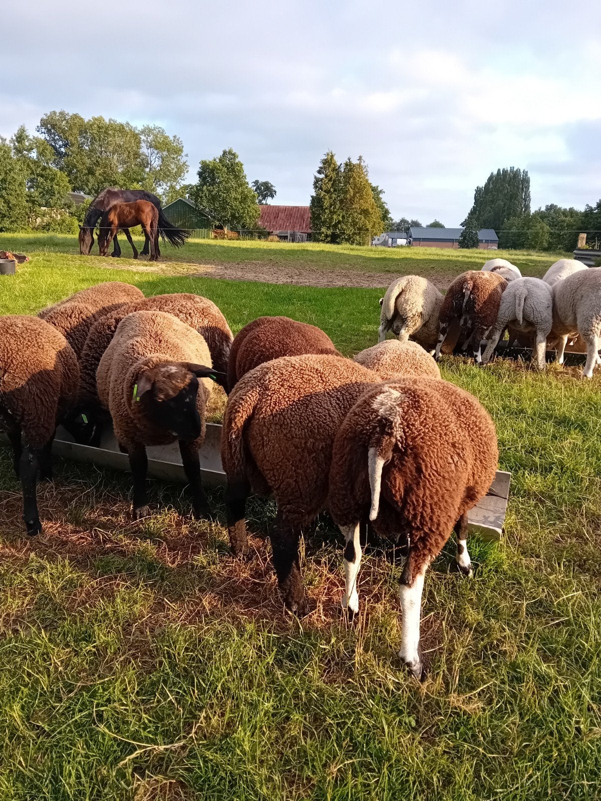dikke rammen 10 stuks, Mannelijk, Schaap, 0 tot 2 jaar