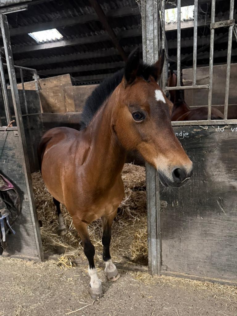 Super brave welsh B pony, Dieren en Toebehoren, Paarden, Merrie