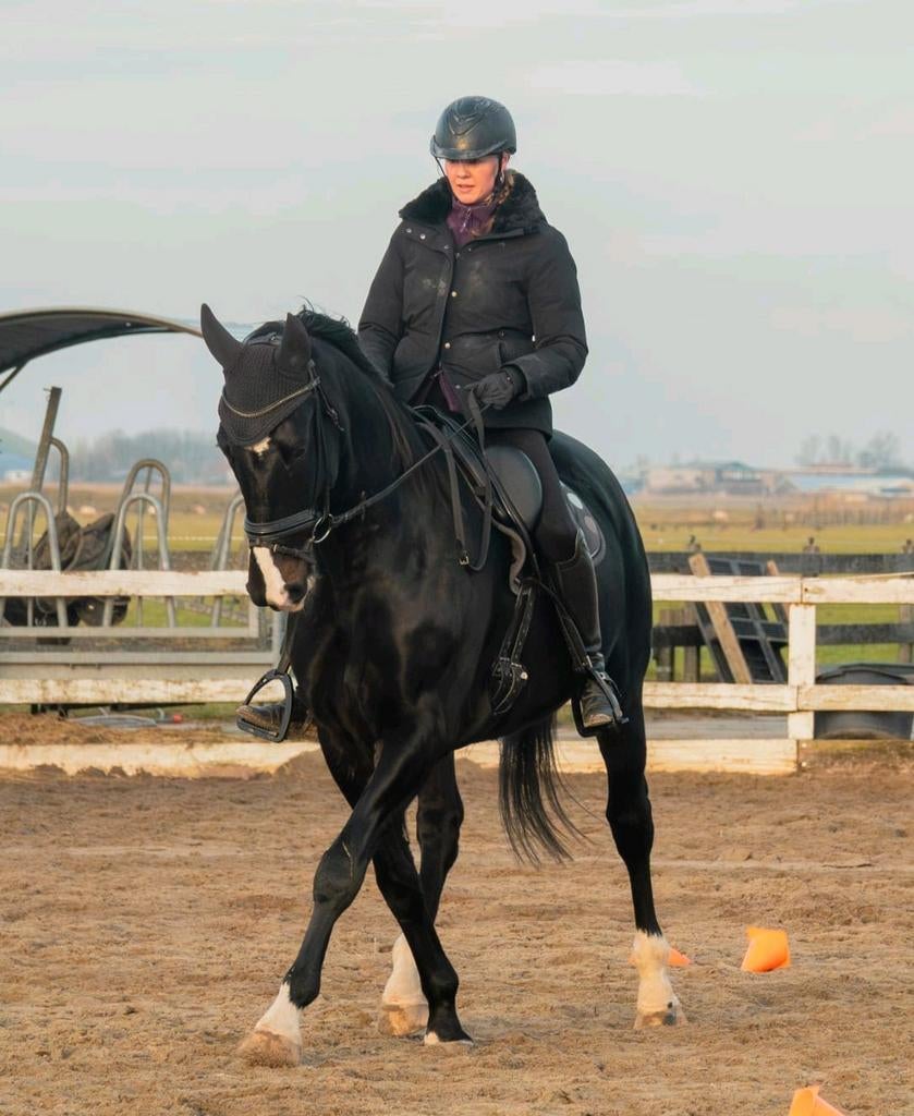 Leuke Z1 dressuurruin, Ruin, Dressuurpaard, 11 jaar of ouder, 165 tot 170 cm