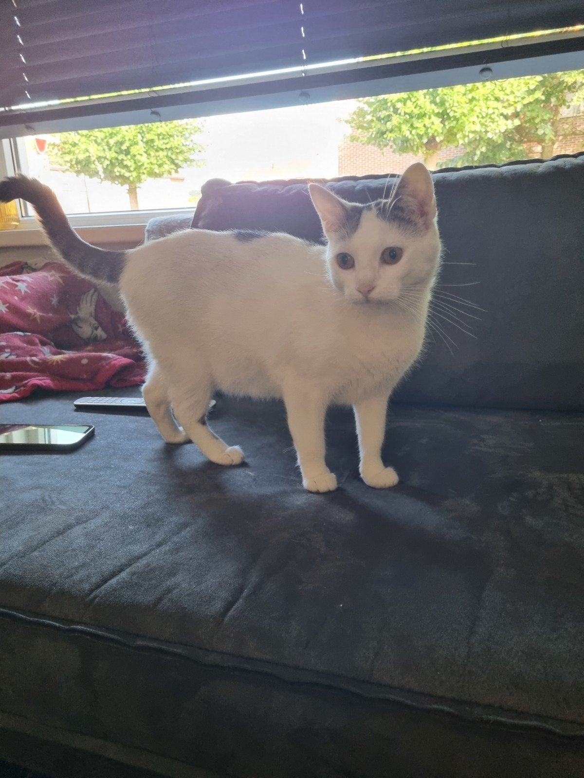 Moeder kat met kitten, Poes