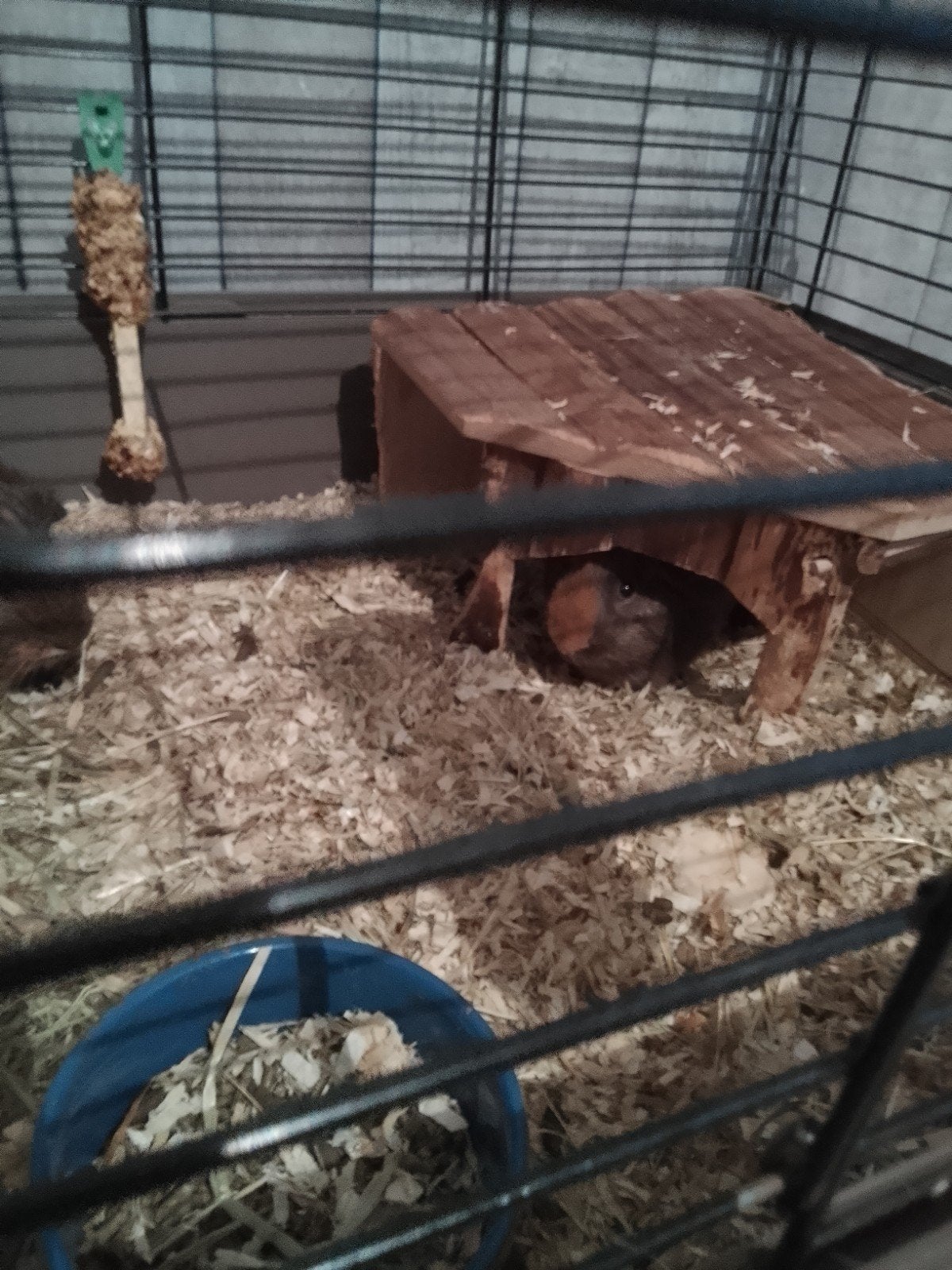 Cavias, Juni, Geslacht onbekend, Cavia