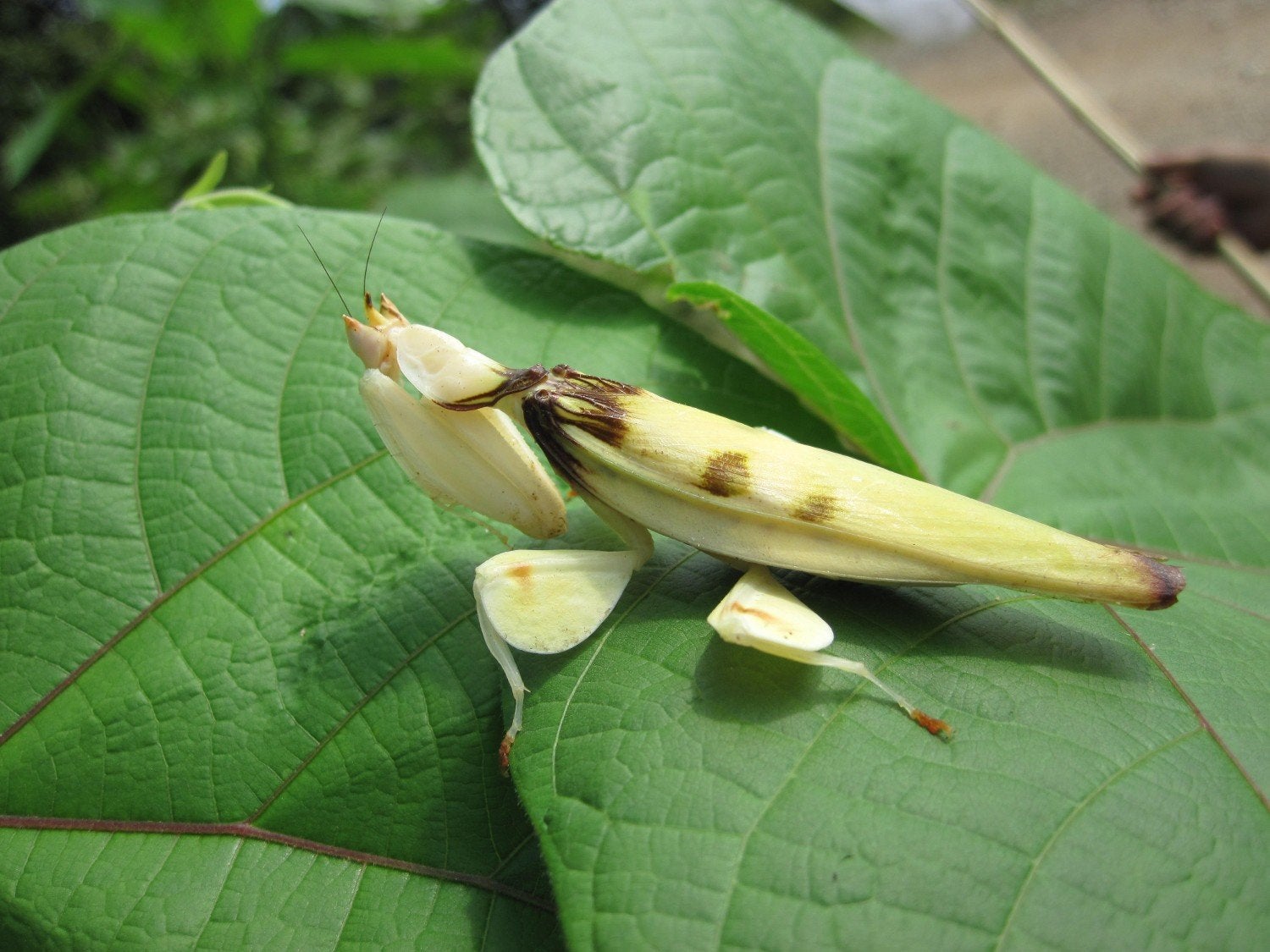 Jonge Orchidee bidsprinkhanen (Hymenopus coronatus), Sprinkhaan of Krekel