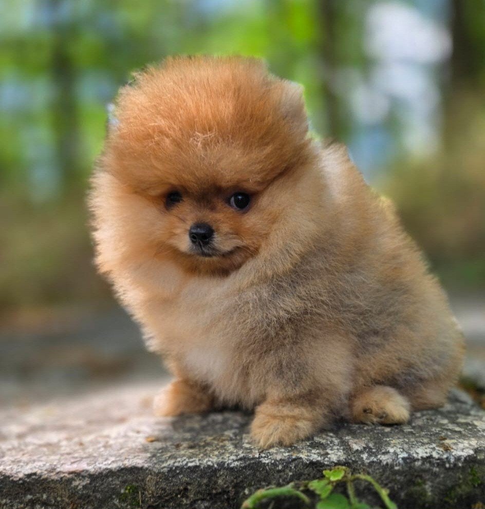 Pomeriaan pup, Dieren en Toebehoren, Particulier, 15 weken tot 1 jaar, Buitenland, Eén hond