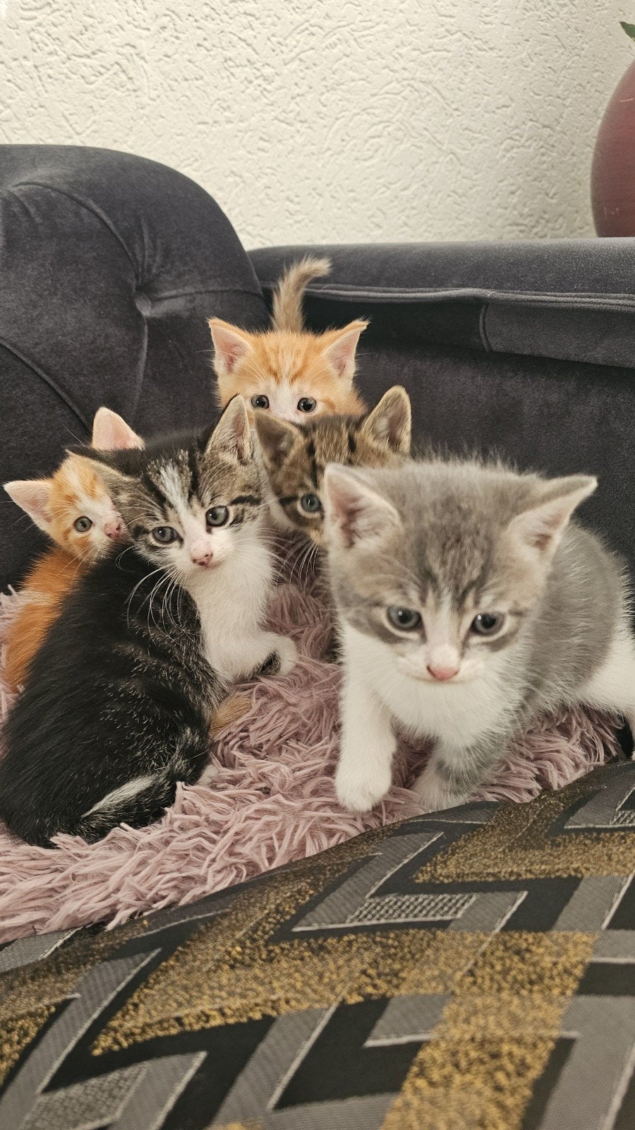 Kittens te koop, Dieren en Toebehoren, Meerdere dieren, Ontwormd, 0 tot 2 jaar