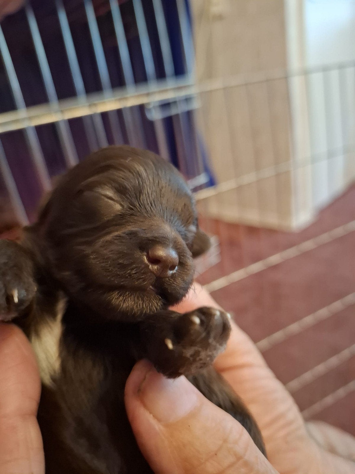 Puppies Boomer  Maltipo., Overige rassen, 8 tot 15 weken, Teef, Eén hond