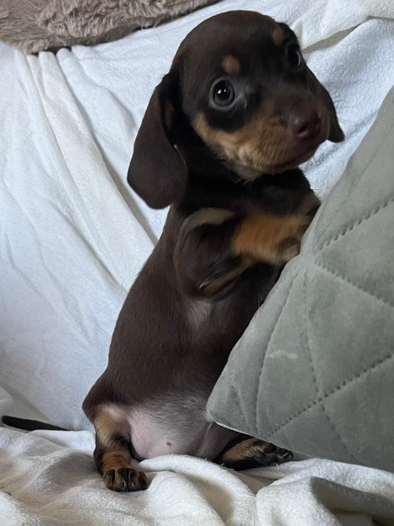 Dwerg teckel pups ( nog 1 choco - tan teefje beschikbaar), Parvo, 8 tot 15 weken, Korthaar, Dwerg