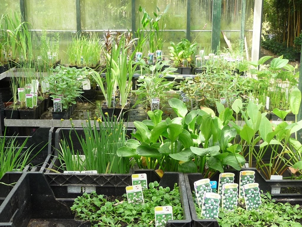 vijverplanten - waterplanten - moerasplanten, Tuin en Terras, Ophalen