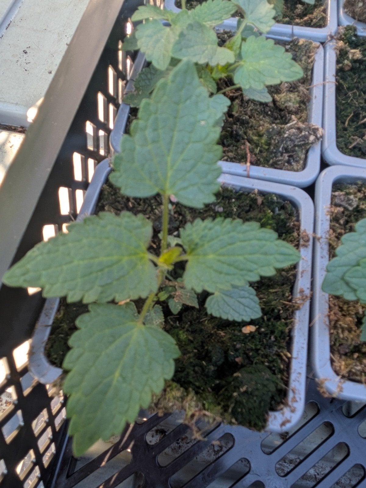 Dropsalie P9 - Sterke, Rijkbloeiende Vaste Plant, Volle zon, Vaste plant, Zomer, Ophalen