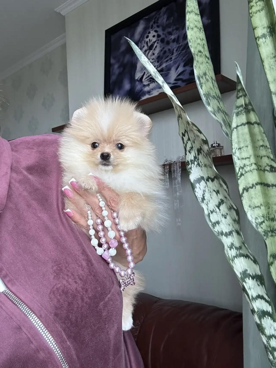 Pomeriaan pups, Particulier, Keeshond, 8 tot 15 weken, Buitenland