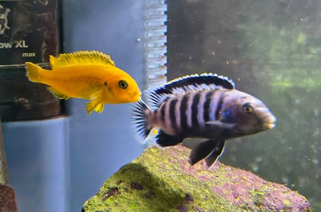 Malawi Cichliden 2 x man 2 x vrouw, Vis, Zoetwatervis, Schoolvis
