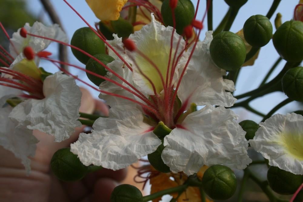 Delonix Decaryi, Bloeiende kamerplant, Ophalen of Verzenden, Volle zon, Minder dan 100 cm