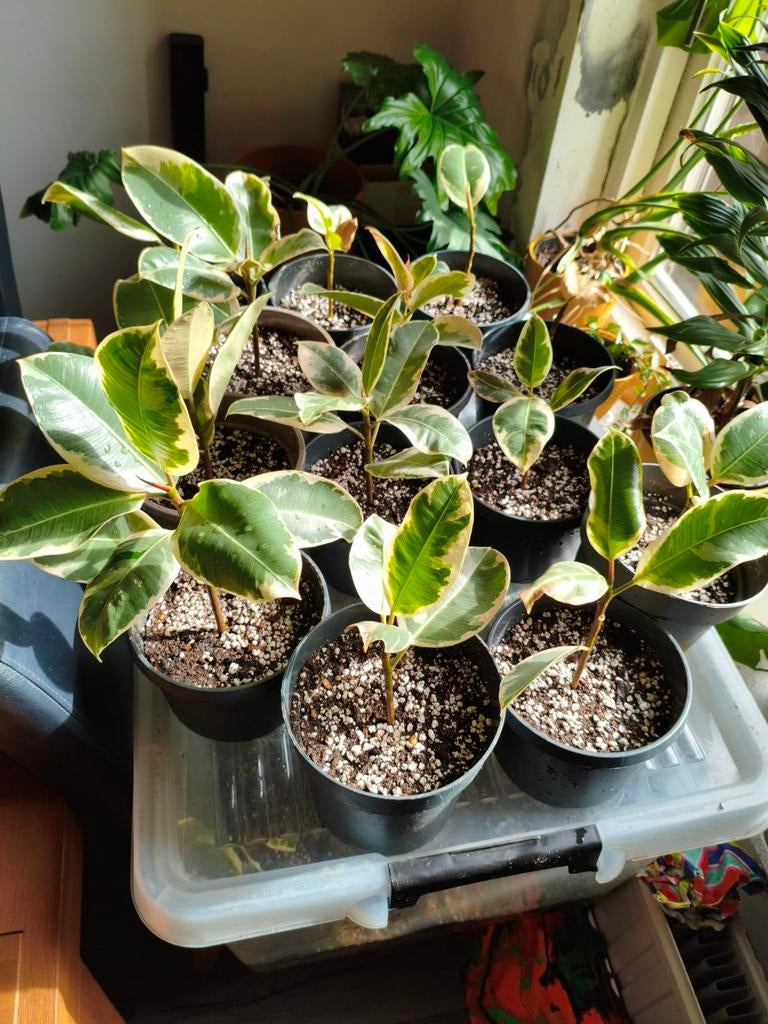 Kamerplant ficus elastica tineke, Ophalen, Ficus, Halfschaduw, Minder dan 100 cm